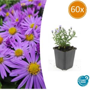 Aster 'Prof. Anton Kippenberg' – paarse herfstbloei van augustus – 10-25 cm