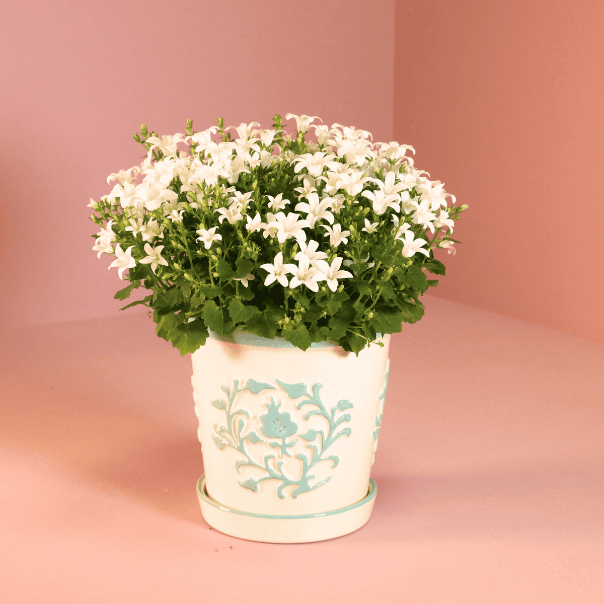 2X Campanula Addenda Ambella White In Malaga Sierpotten - Potmaat 12Cm - Vaste Plant - Winterhard - Afbeelding 2