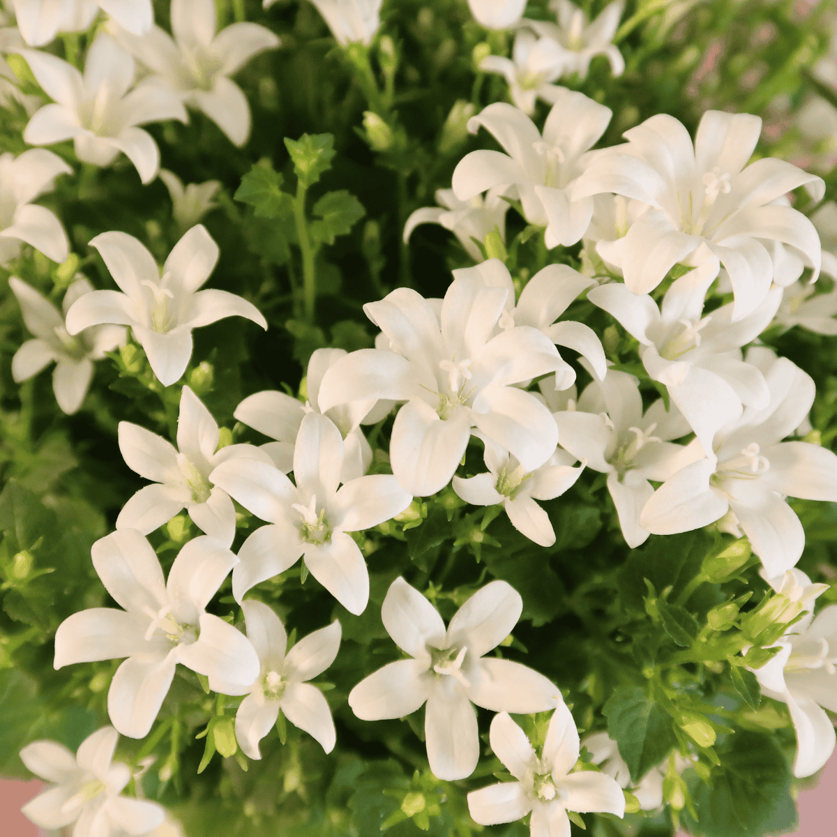 2X Campanula Addenda Ambella White In Malaga Sierpotten - Potmaat 12Cm - Vaste Plant - Winterhard - Afbeelding 3