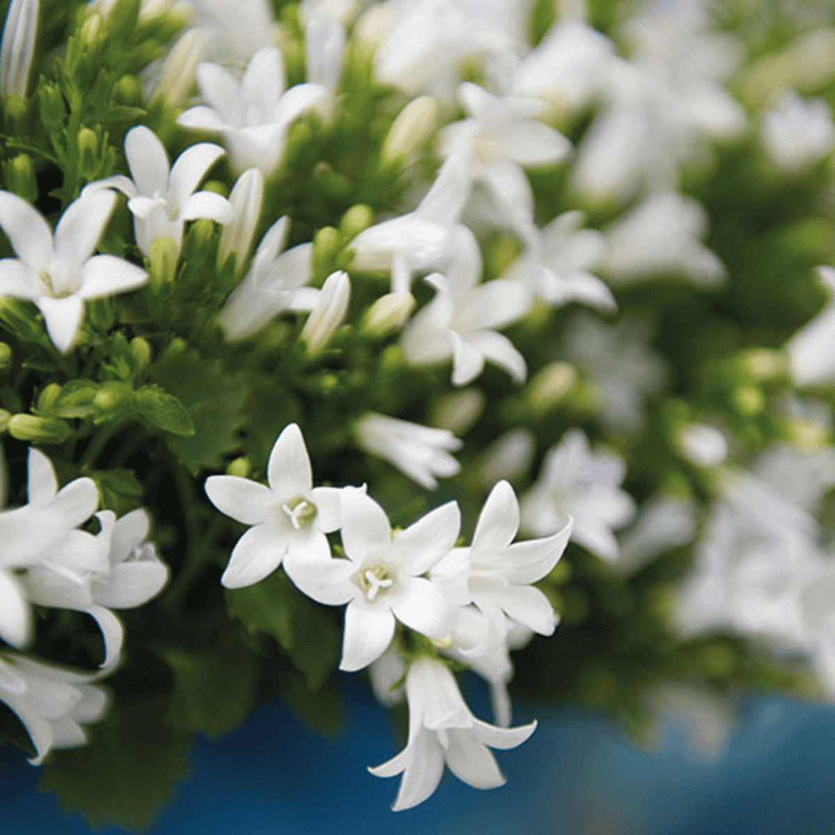 2X Campanula Addenda Ambella White In Malaga Sierpotten - Potmaat 12Cm - Vaste Plant - Winterhard - Afbeelding 5