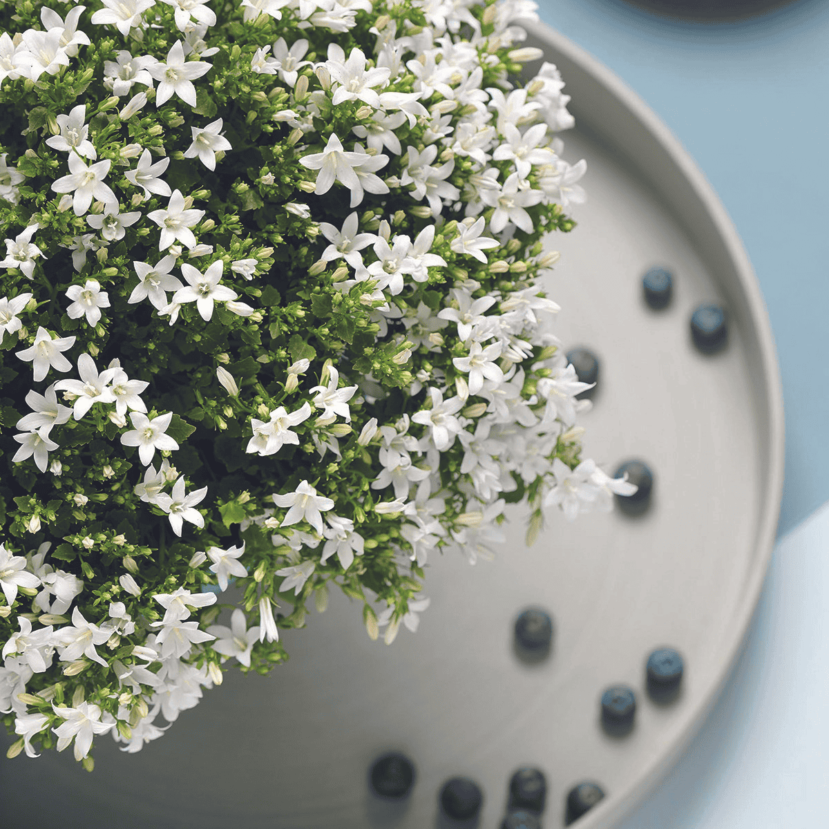 2X Campanula Addenda Ambella White In Malaga Sierpotten - Potmaat 12Cm - Vaste Plant - Winterhard - Afbeelding 6