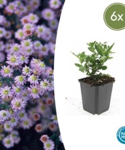 6X Aster Ageratoides 'Stardust' - ↕10-25Cm - Ø9Cm