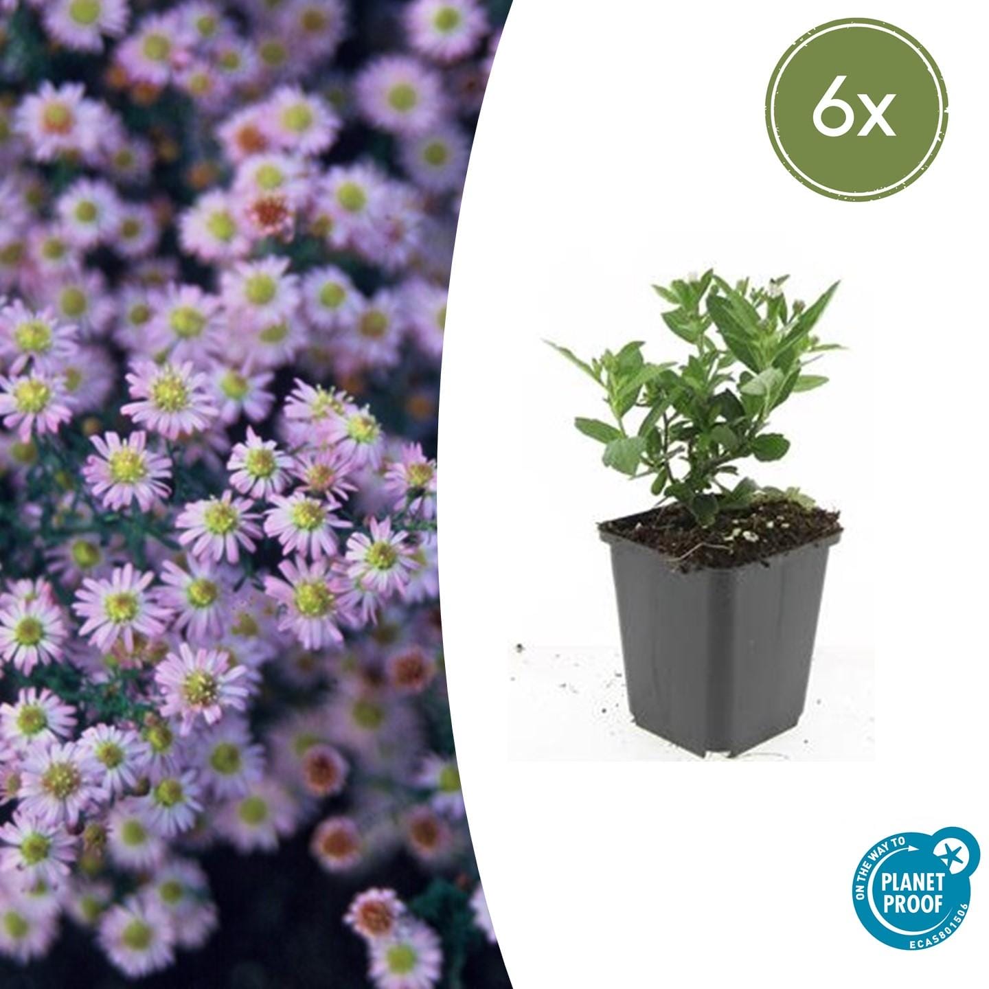 6X Aster Ageratoides 'Stardust' - ↕10-25Cm - Ø9Cm