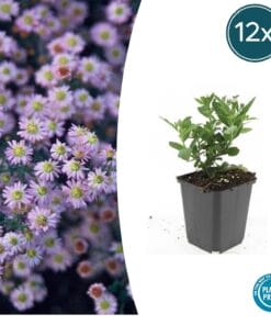 12X Aster Ageratoides 'Stardust' - ↕10-25Cm - Ø9Cm
