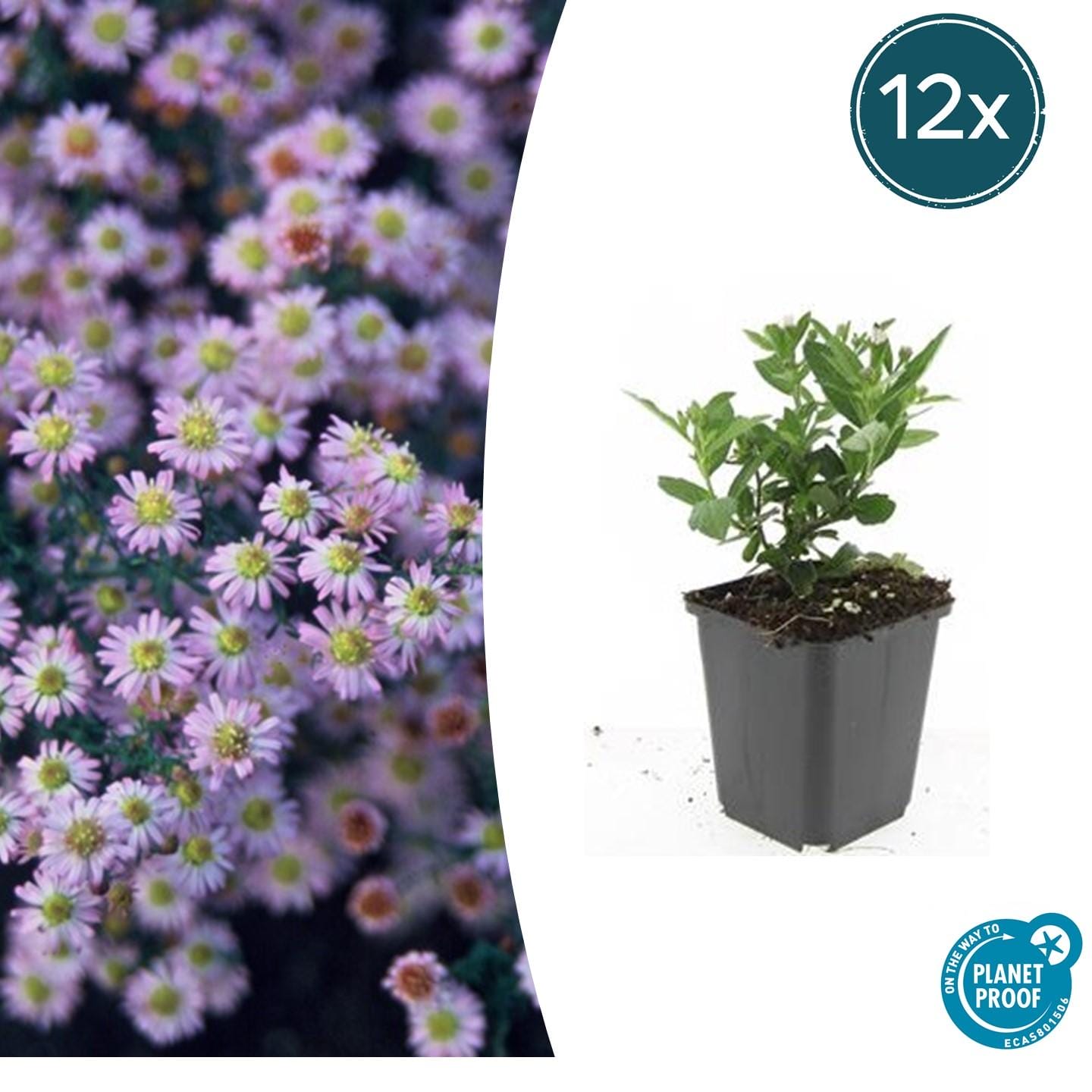 12X Aster Ageratoides 'Stardust' - ↕10-25Cm - Ø9Cm