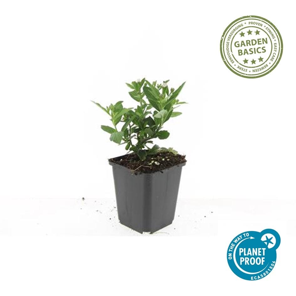 12X Aster Ageratoides 'Stardust' - ↕10-25Cm - Ø9Cm - Afbeelding 3