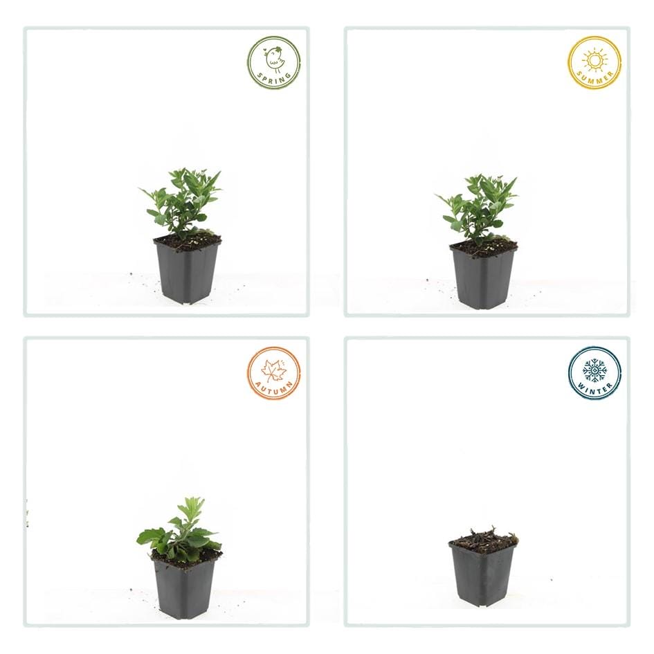 12X Aster Ageratoides 'Stardust' - ↕10-25Cm - Ø9Cm - Afbeelding 5