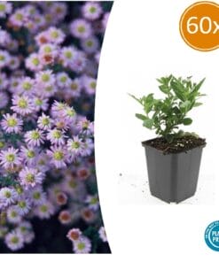 60X Aster Ageratoides 'Stardust' - ↕10-25Cm - Ø9Cm