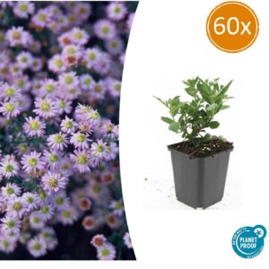 Aster 'Stardust' – herfstbloeiende witte voor bijen en vlinders – 10-25 cm