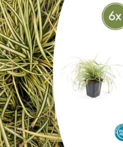6X Carex Oshim. 'Evergold'  - ↕10-25Cm - Ø9Cm