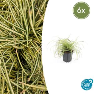 6X Carex Oshim. 'Evergold'  - ↕10-25Cm - Ø9Cm