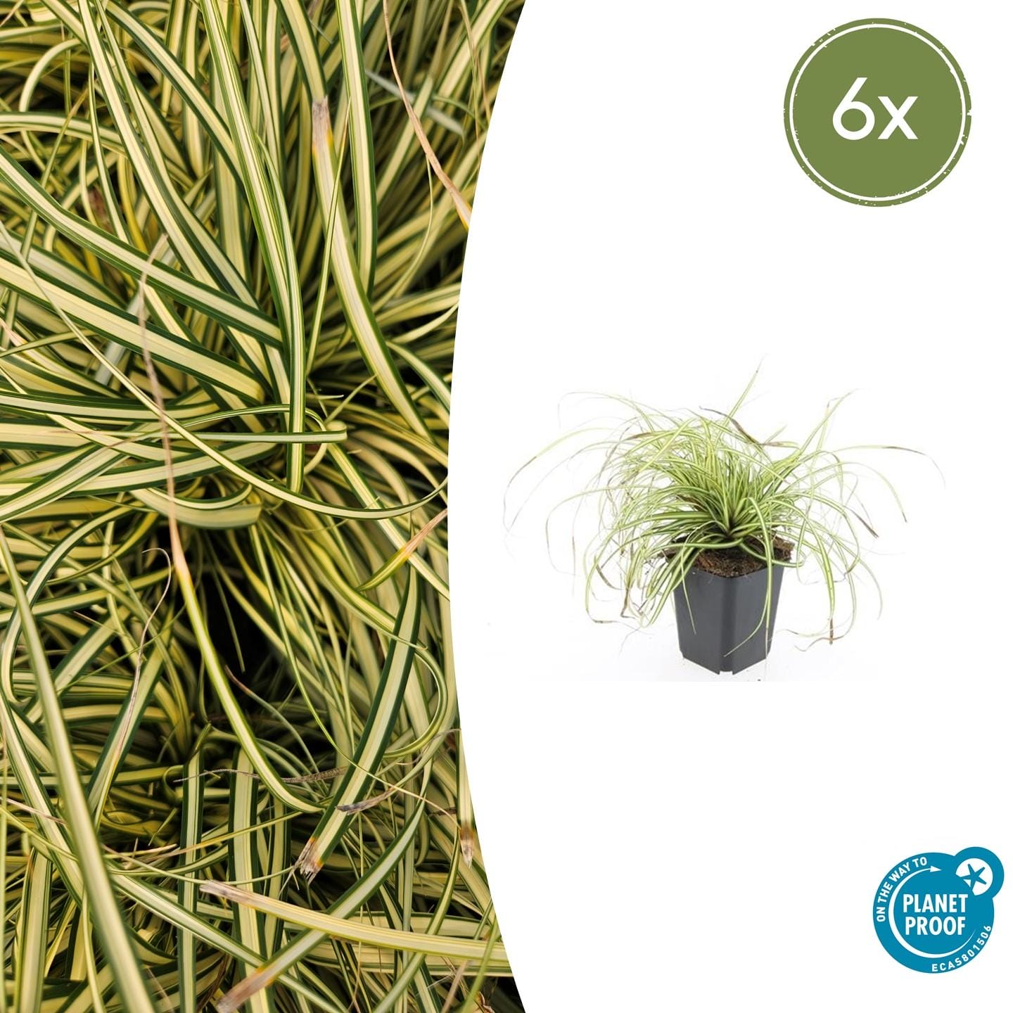 6X Carex Oshim. 'Evergold' - ↕10-25Cm - Ø9Cm