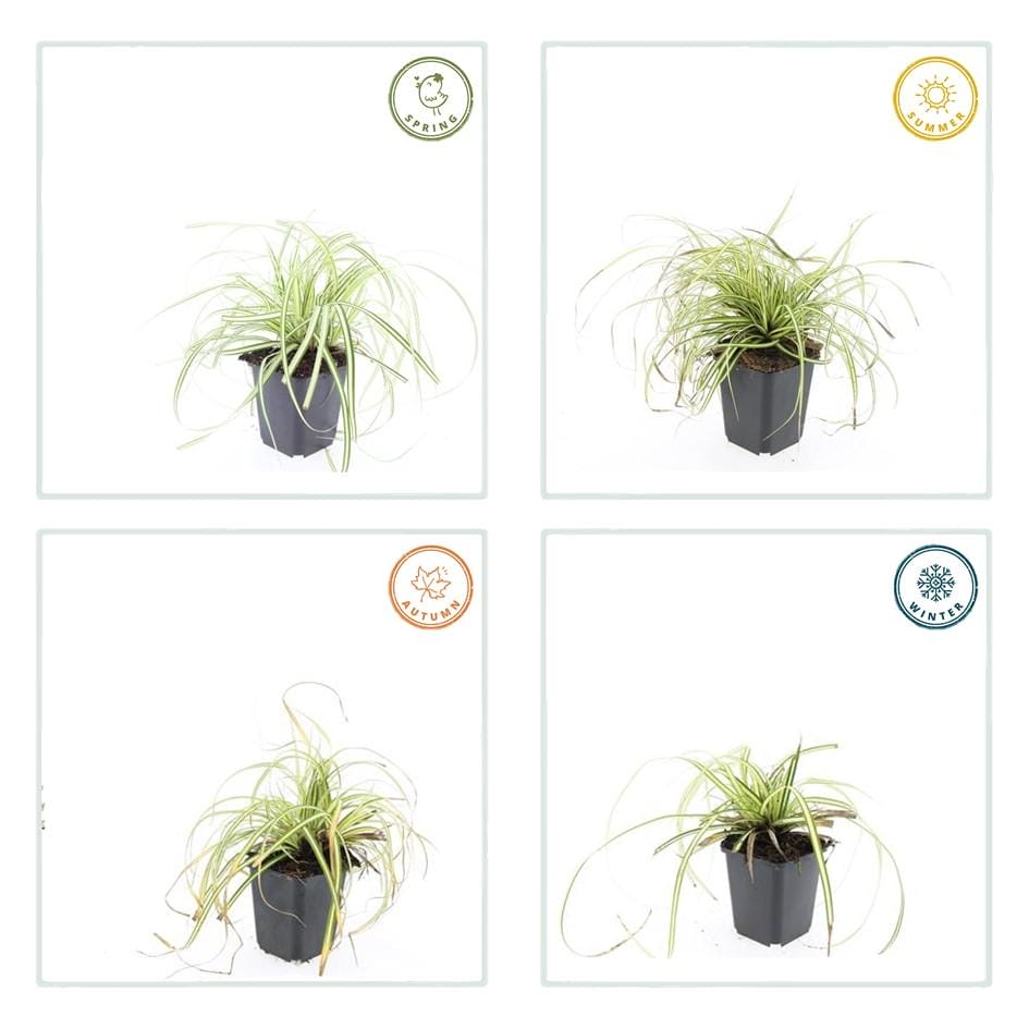 6X Carex Oshim. 'Evergold' - ↕10-25Cm - Ø9Cm - Afbeelding 4