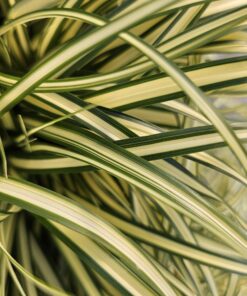 6X Carex Oshim. 'Evergold' - ↕10-25Cm - Ø9Cm - Afbeelding 5