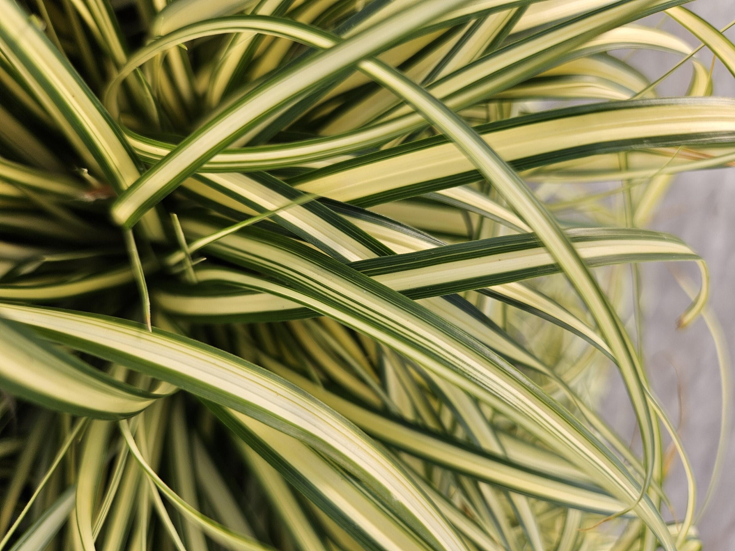 6X Carex Oshim. 'Evergold' - ↕10-25Cm - Ø9Cm - Afbeelding 5