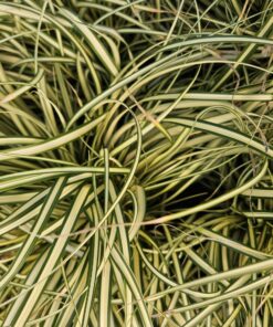 6X Carex Oshim. 'Evergold' - ↕10-25Cm - Ø9Cm - Afbeelding 6