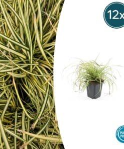 12X Carex Oshim. 'Evergold'  - ↕10-25Cm - Ø9Cm