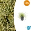 60X Carex Oshim. 'Evergold'  - ↕10-25Cm - Ø9Cm