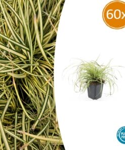 60X Carex Oshim. 'Evergold'  - ↕10-25Cm - Ø9Cm