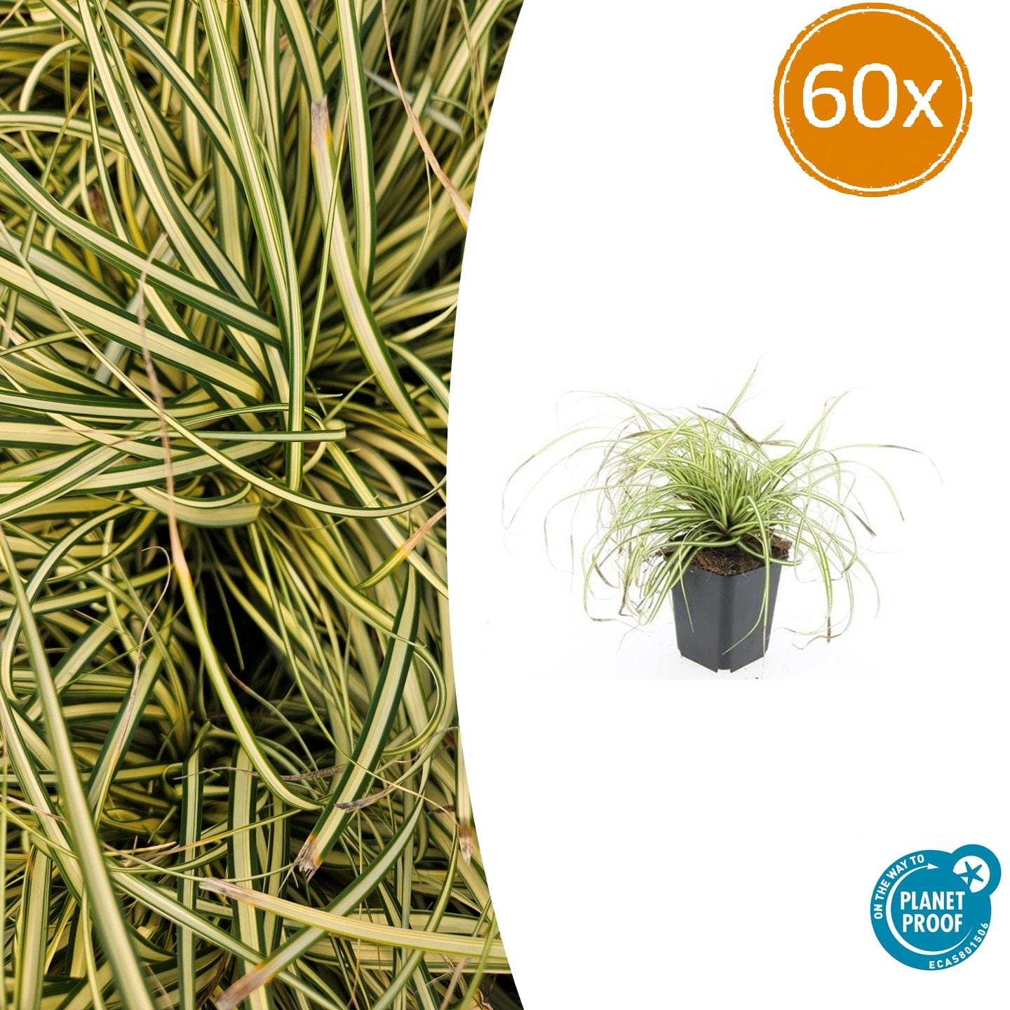 60X Carex Oshim. 'Evergold' - ↕10-25Cm - Ø9Cm