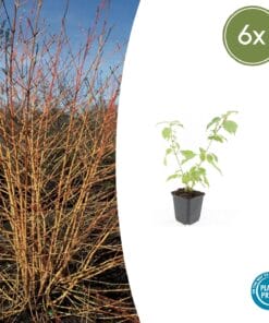 6X Cornus Sang. 'Anny's Winter Orange' - ↕10-25Cm - Ø9Cm