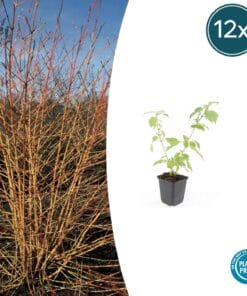 12X Cornus Sang. 'Anny's Winter Orange' - ↕10-25Cm - Ø9Cm