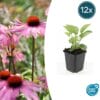 12X Echinacea P. 'Magnus' - ↕10-25Cm - Ø9Cm