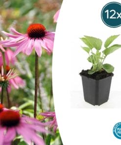 12X Echinacea P. 'Magnus' - ↕10-25Cm - Ø9Cm