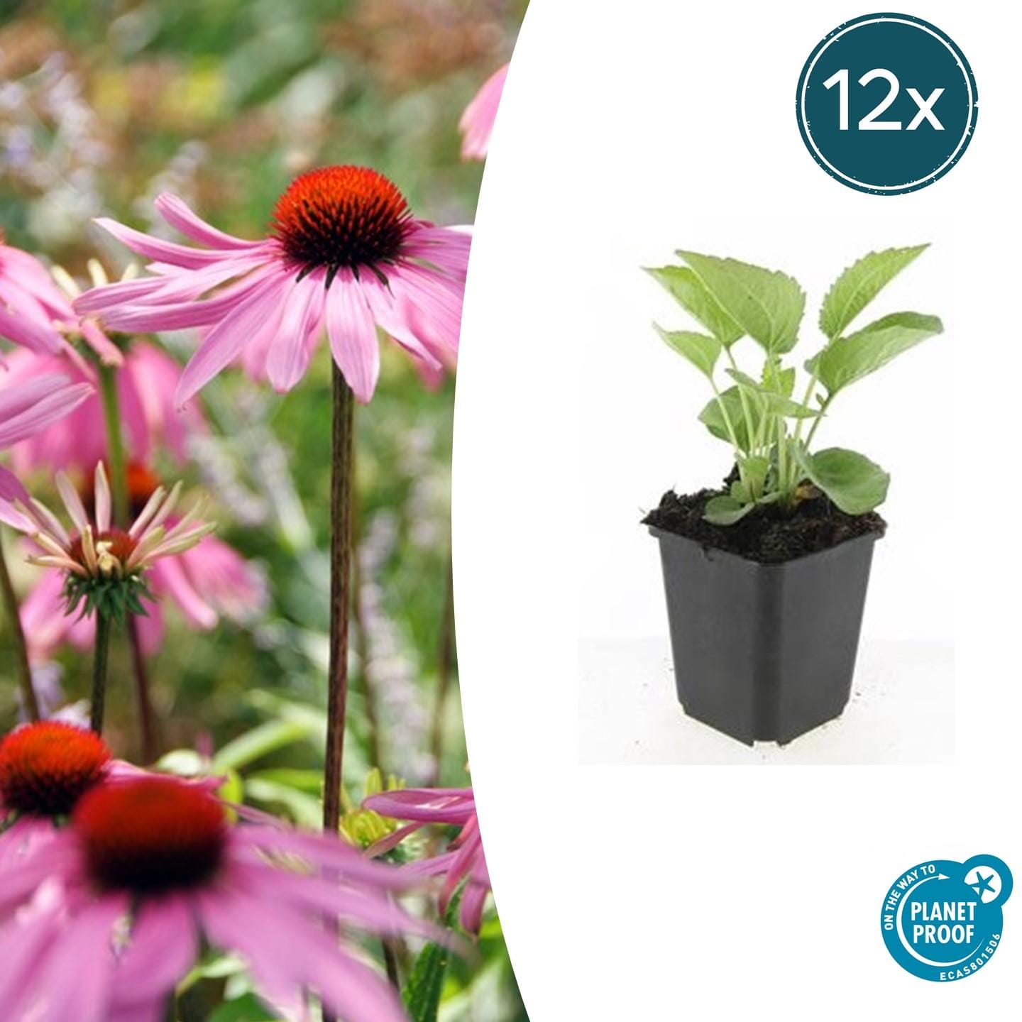 12X Echinacea P. 'Magnus' - ↕10-25Cm - Ø9Cm