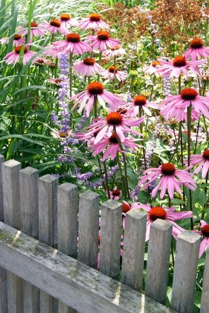 12X Echinacea P. 'Magnus' - ↕10-25Cm - Ø9Cm - Afbeelding 3