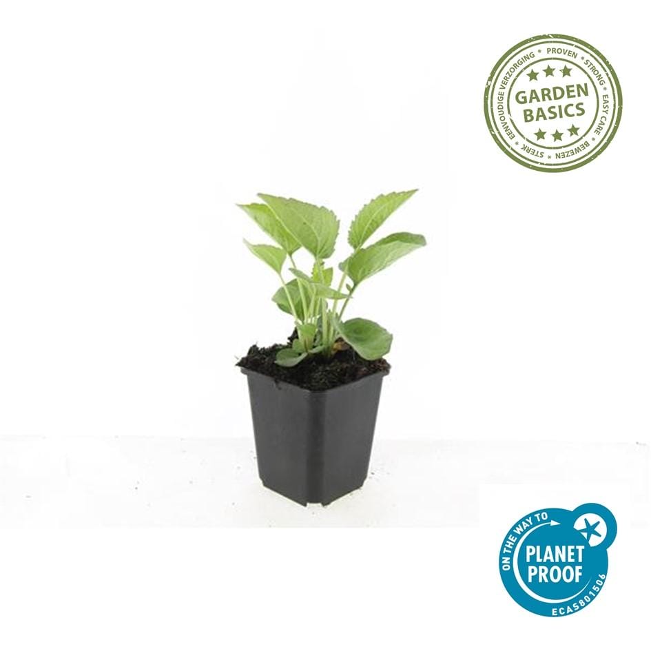 20X Echinacea P. 'Magnus' - ↕10-25Cm - Ø9Cm - Afbeelding 2