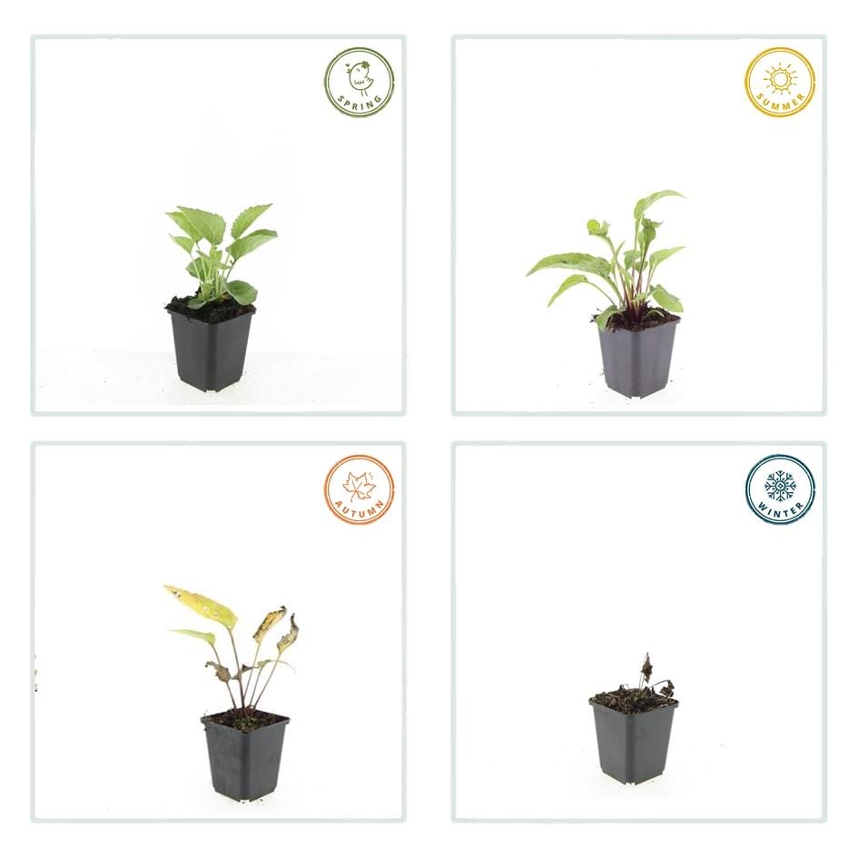 20X Echinacea P. 'Magnus' - ↕10-25Cm - Ø9Cm - Afbeelding 6