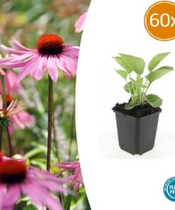 60X Echinacea P. 'Magnus' - ↕10-25Cm - Ø9Cm