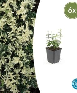 6X Euonymus Fort. 'Harlequin' - ↕10-25Cm - Ø9Cm