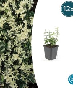 12X Euonymus Fort. 'Harlequin' - ↕10-25Cm - Ø9Cm