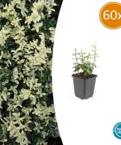 60X Euonymus Fort. 'Harlequin' - ↕10-25Cm - Ø9Cm