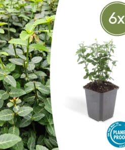 6X Euonymus Fortunei Radicans - ↕10-25Cm - Ø9Cm