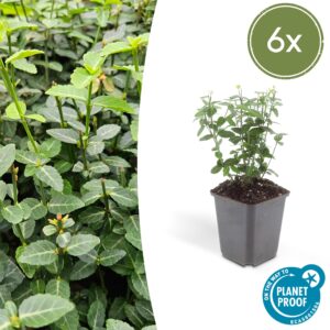 6X Euonymus Fortunei Radicans - ↕10-25Cm - Ø9Cm