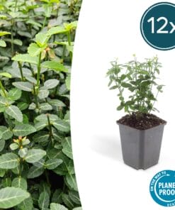 12X Euonymus Fortunei Radicans - ↕10-25Cm - Ø9Cm