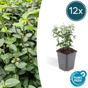 12X Euonymus Fortunei Radicans - ↕10-25Cm - Ø9Cm
