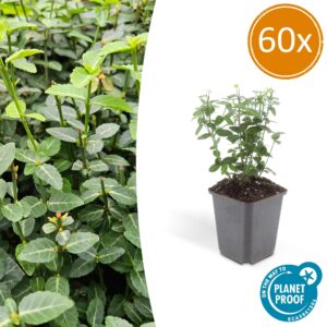 60X Euonymus Fortunei Radicans - ↕10-25Cm - Ø9Cm