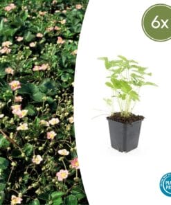 6X Fragaria Vesca - ↕10-25Cm - Ø9Cm