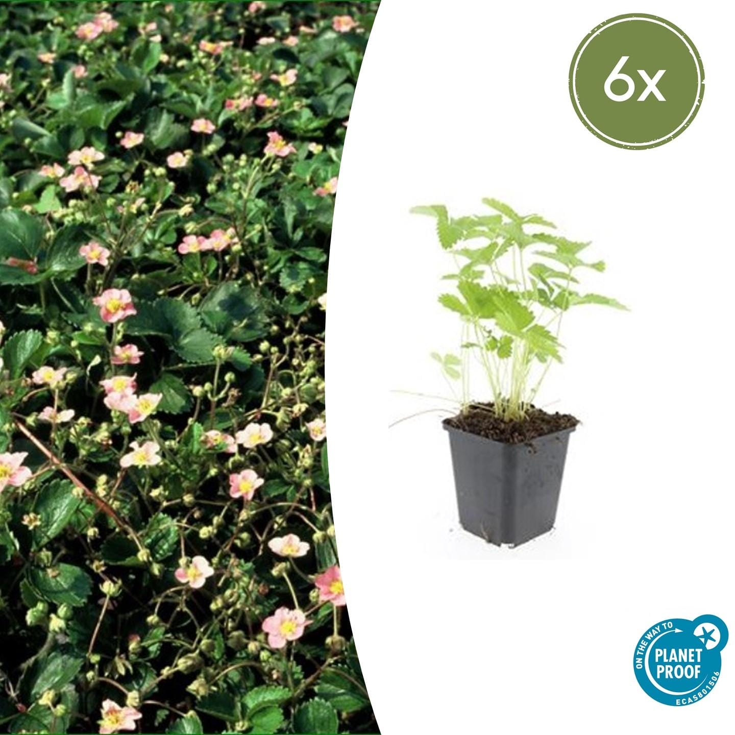 6X Fragaria Vesca - ↕10-25Cm - Ø9Cm