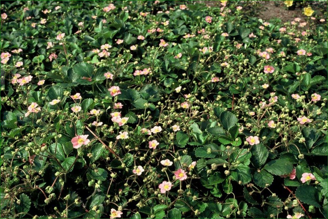 6X Fragaria Vesca - ↕10-25Cm - Ø9Cm - Afbeelding 4