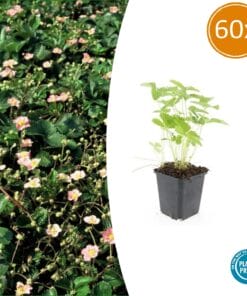 60X Fragaria Vesca - ↕10-25Cm - Ø9Cm