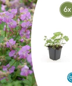 6X Geranium Cant. 'Cambridge' - ↕10-25Cm - Ø9Cm