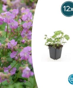 12X Geranium Cant. 'Cambridge' - ↕10-25Cm - Ø9Cm