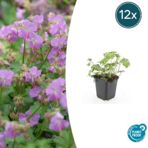 12X Geranium Cant. 'Cambridge' - ↕10-25Cm - Ø9Cm