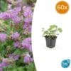60X Geranium Cant. 'Cambridge' - ↕10-25Cm - Ø9Cm
