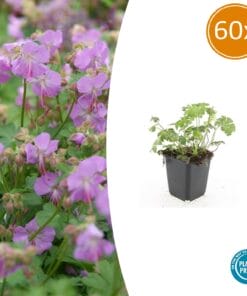 60X Geranium Cant. 'Cambridge' - ↕10-25Cm - Ø9Cm